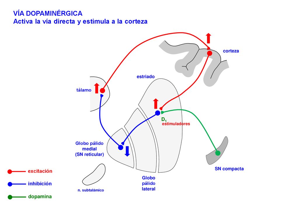 Activa la vía directa y estimula a la corteza