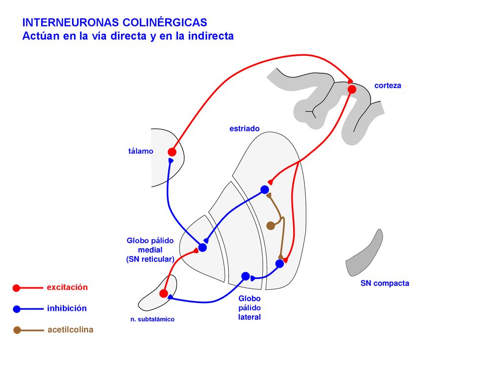 INTERNEURONAS COLINÉRGICAS Actúan en la vía directa y en la indirecta