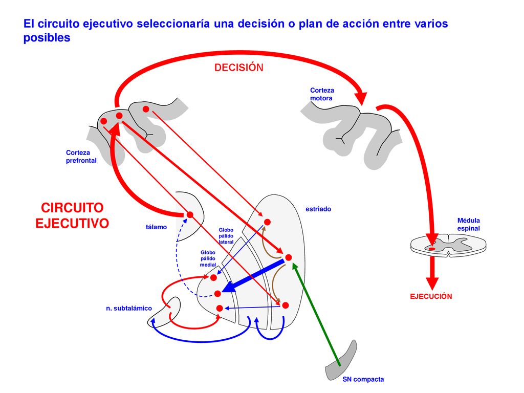 El circuito ejecutivo seleccionaría una decisión o plan de acción entre varios posibles