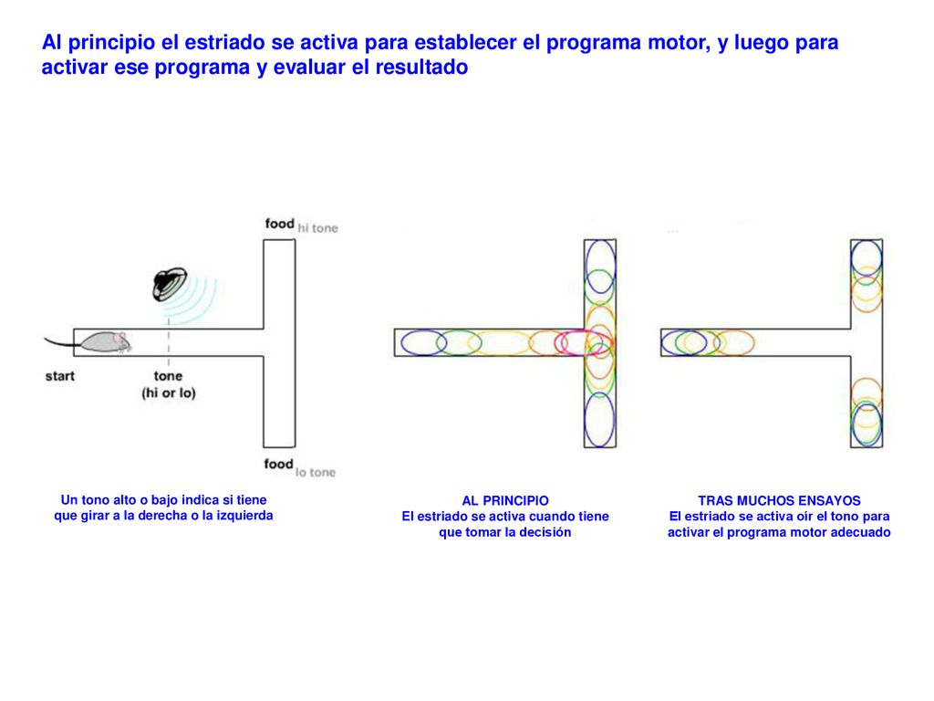 El estriado se activa cuando tiene que tomar la decisión