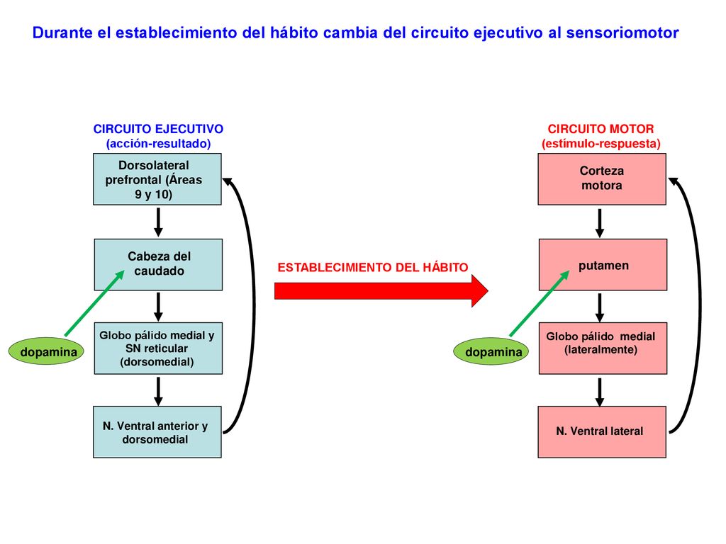 Durante el establecimiento del hábito cambia del circuito ejecutivo al sensoriomotor