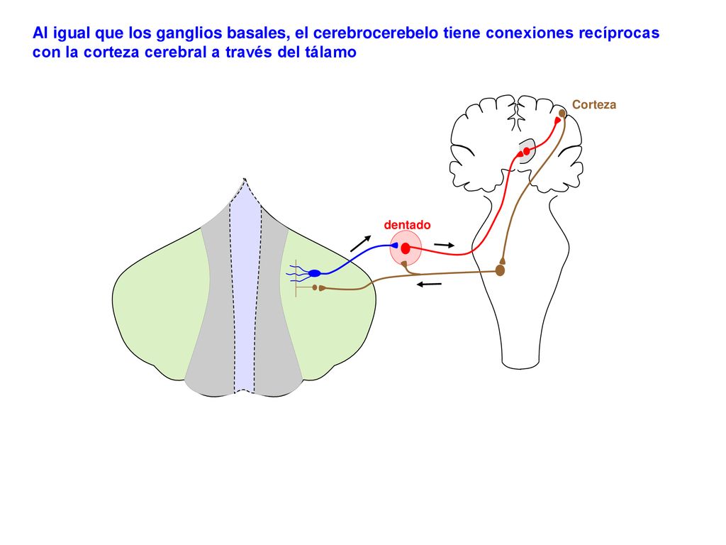 Al igual que los ganglios basales, el cerebrocerebelo tiene conexiones recíprocas con la corteza cerebral a través del tálamo