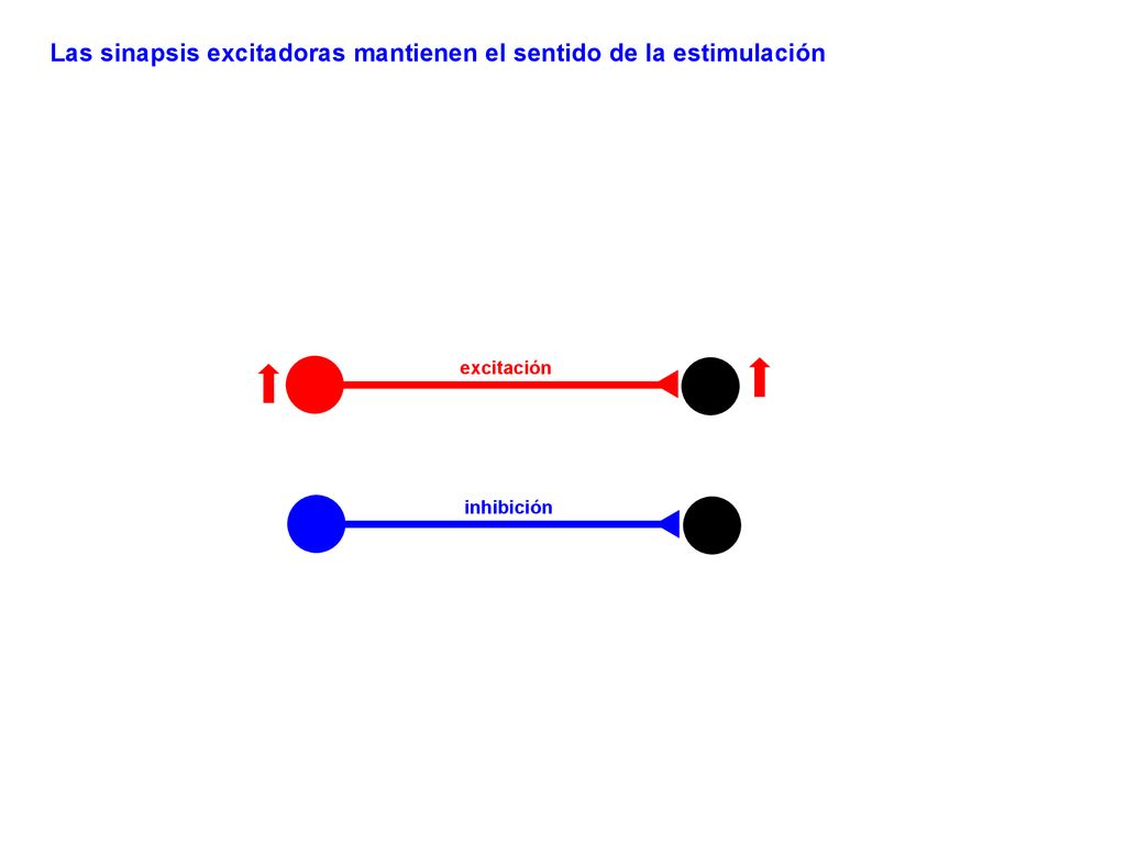 Las sinapsis excitadoras mantienen el sentido de la estimulación