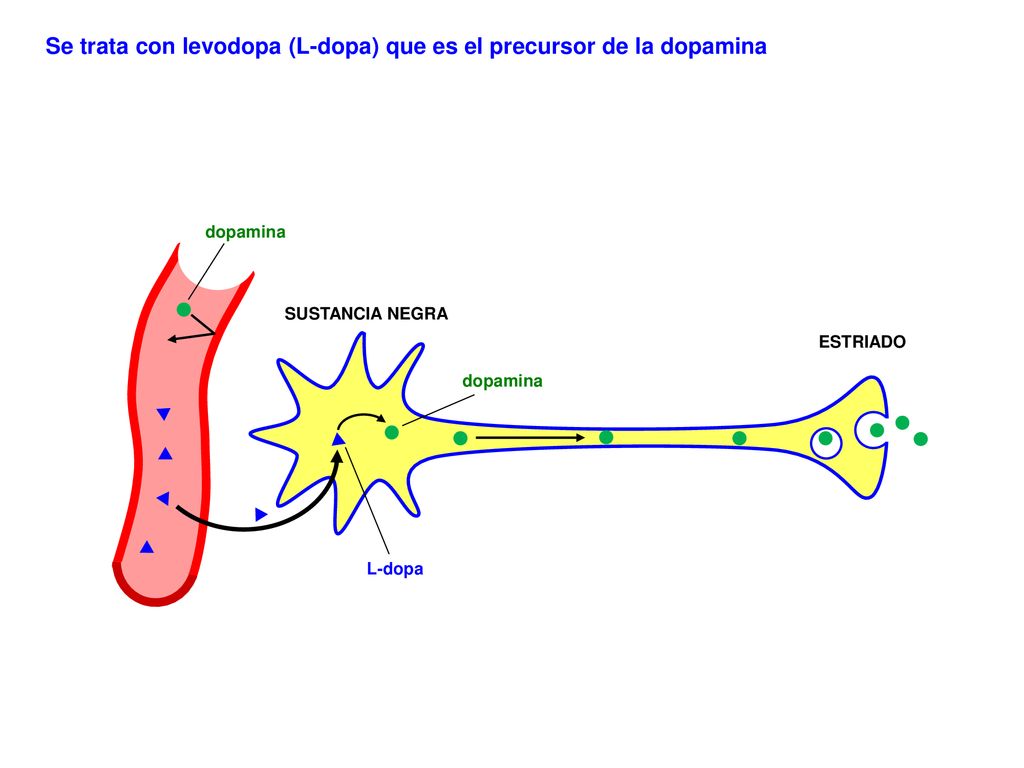Se trata con levodopa (L-dopa) que es el precursor de la dopamina