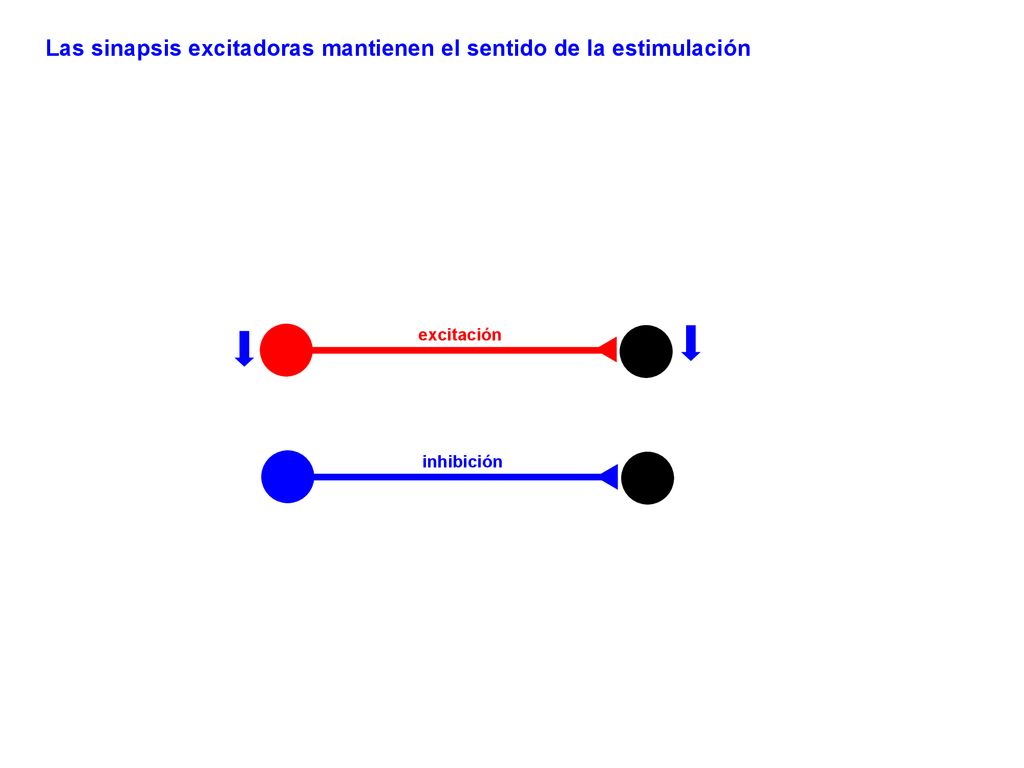 Las sinapsis excitadoras mantienen el sentido de la estimulación
