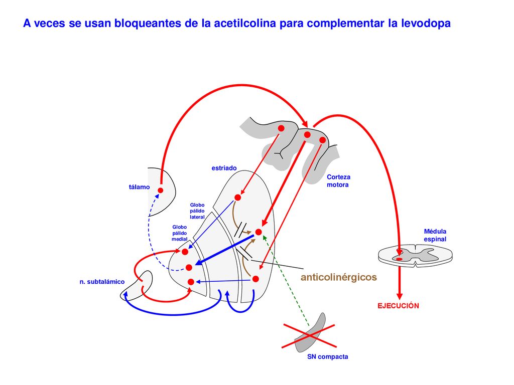 A veces se usan bloqueantes de la acetilcolina para complementar la levodopa