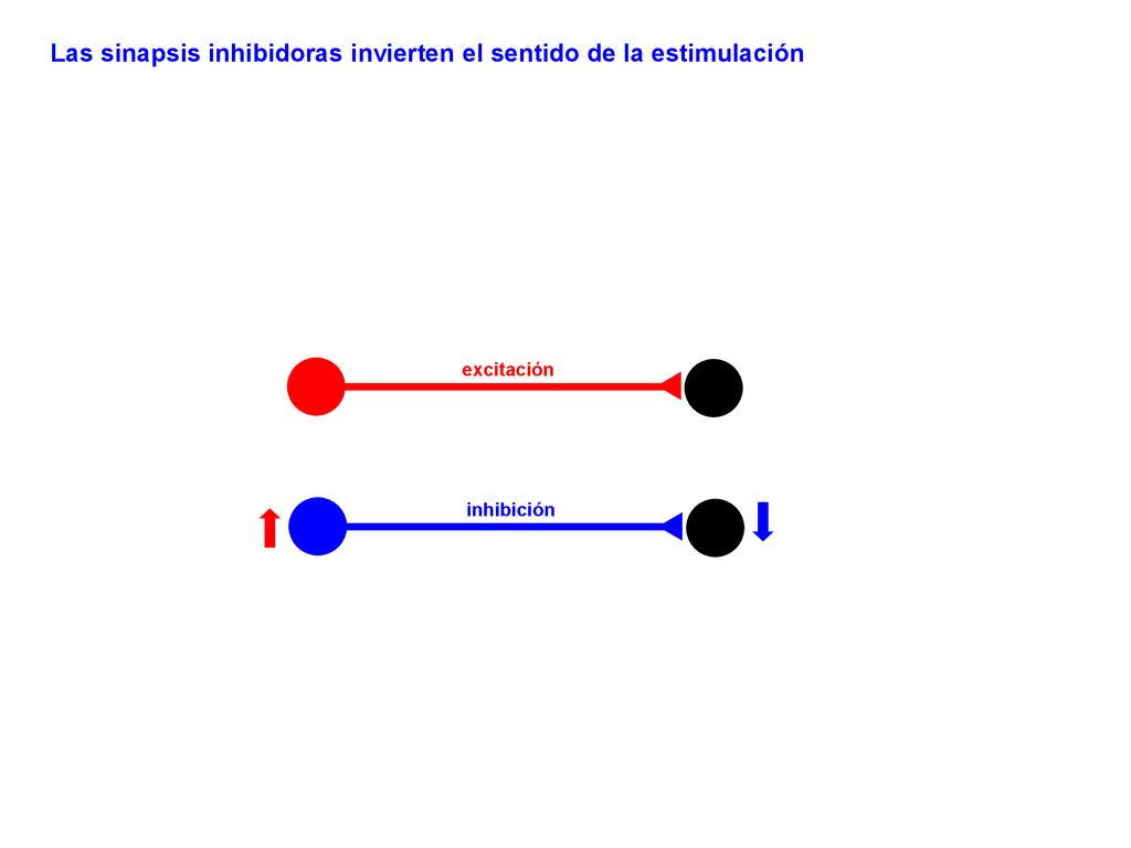 Las sinapsis inhibidoras invierten el sentido de la estimulación