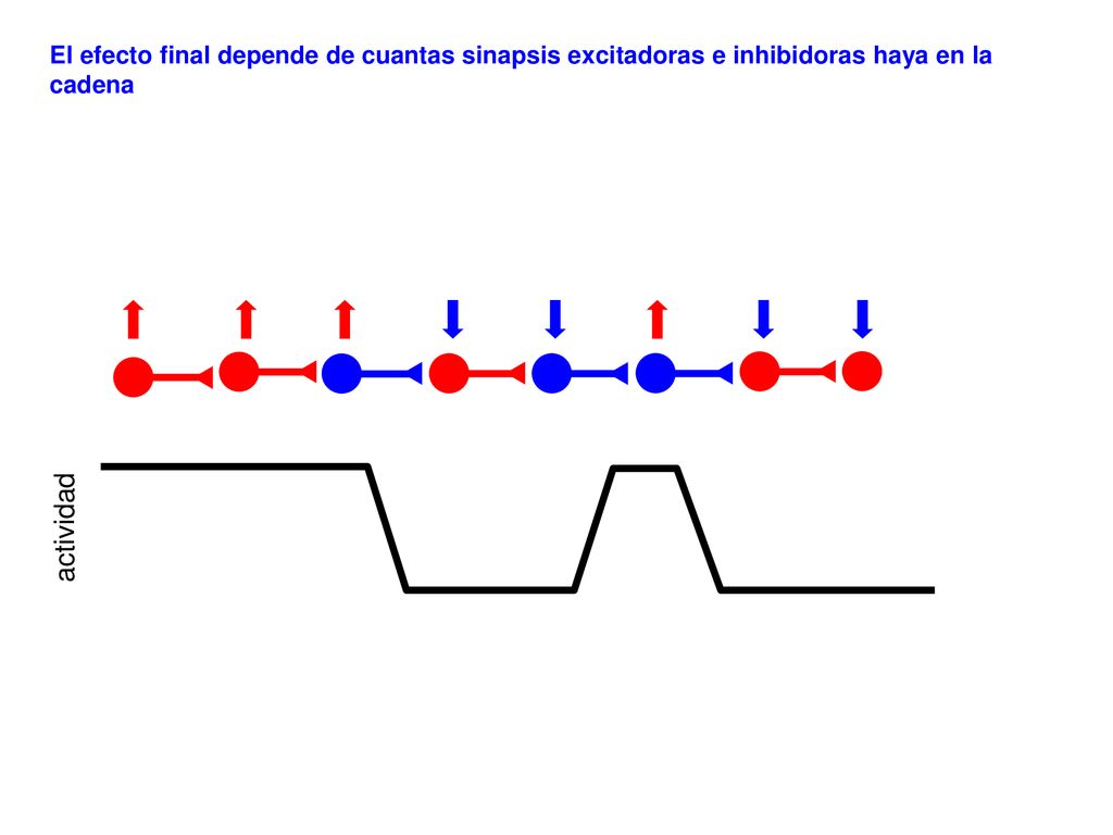 El efecto final depende de cuantas sinapsis excitadoras e inhibidoras haya en la cadena
