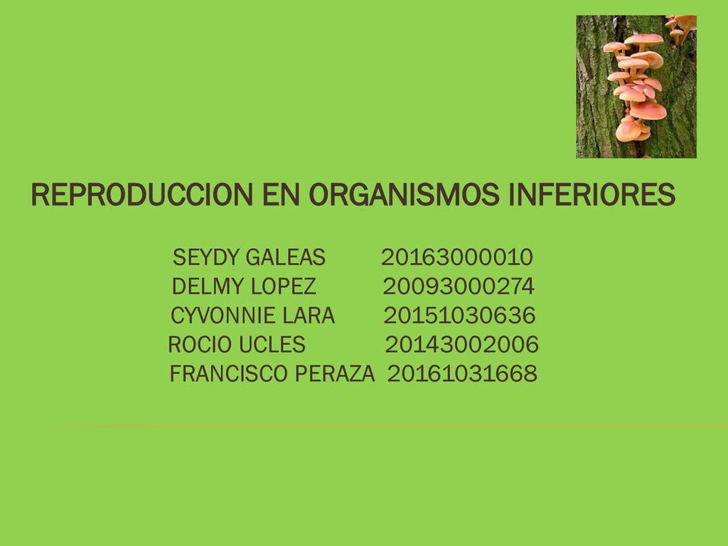 REPRODUCCION EN ORGANISMOS INFERIORES SEYDY GALEAS DELMY LOPEZ CYVONNIE LARA ROCIO UCLES FRANCISCO PERAZA