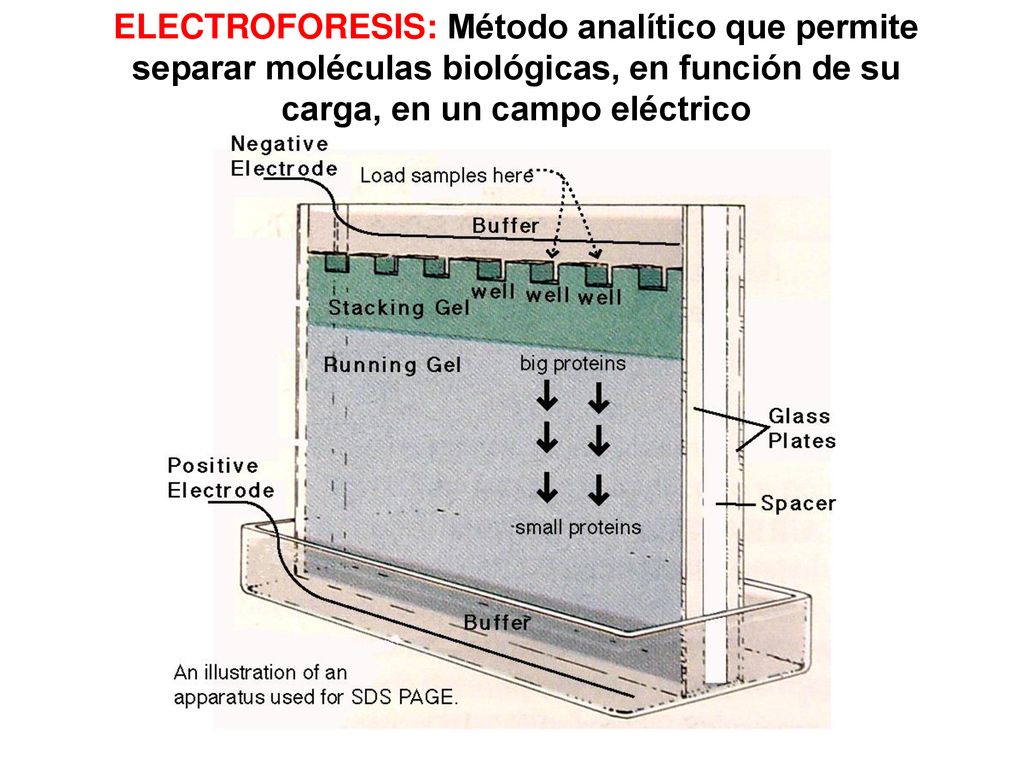 ELECTROFORESIS: Método analítico que permite separar moléculas biológicas, en función de su carga, en un campo eléctrico
