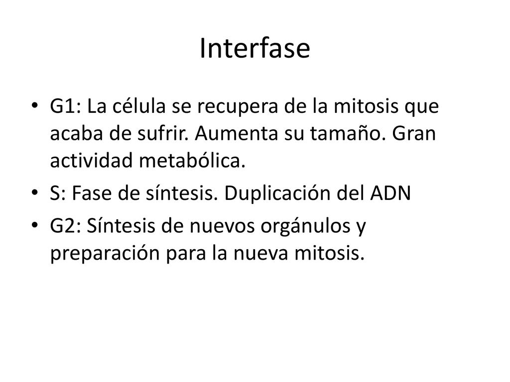 Interfase G1: La célula se recupera de la mitosis que acaba de sufrir. Aumenta su tamaño. Gran actividad metabólica.