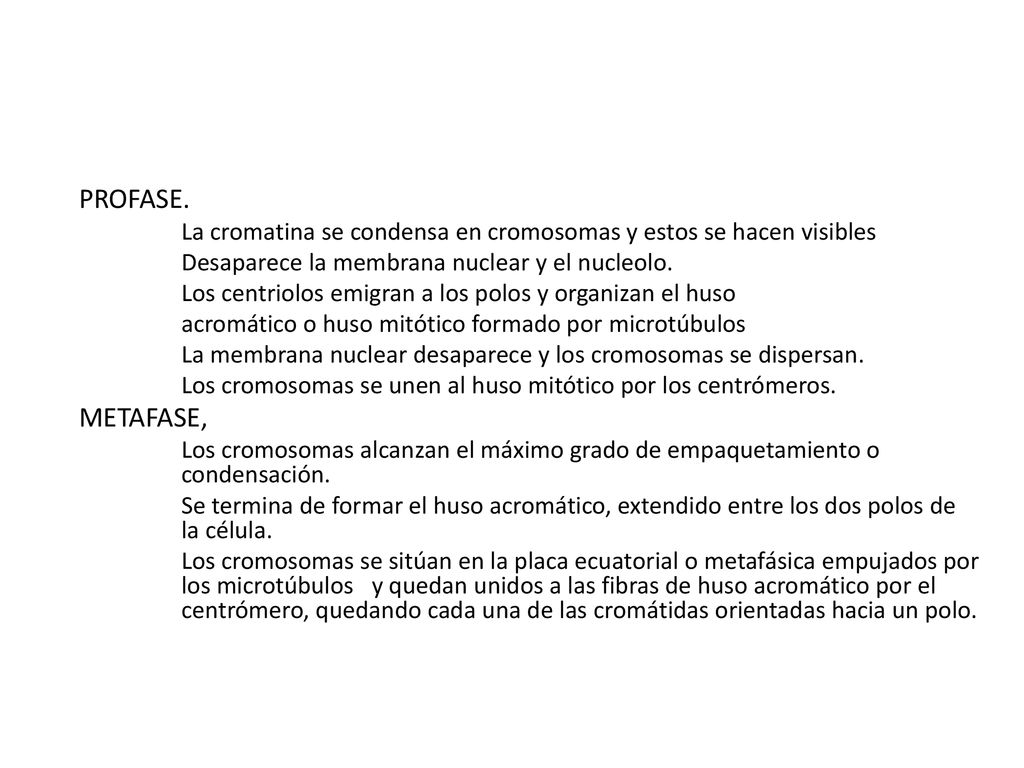 PROFASE. La cromatina se condensa en cromosomas y estos se hacen visibles. Desaparece la membrana nuclear y el nucleolo.