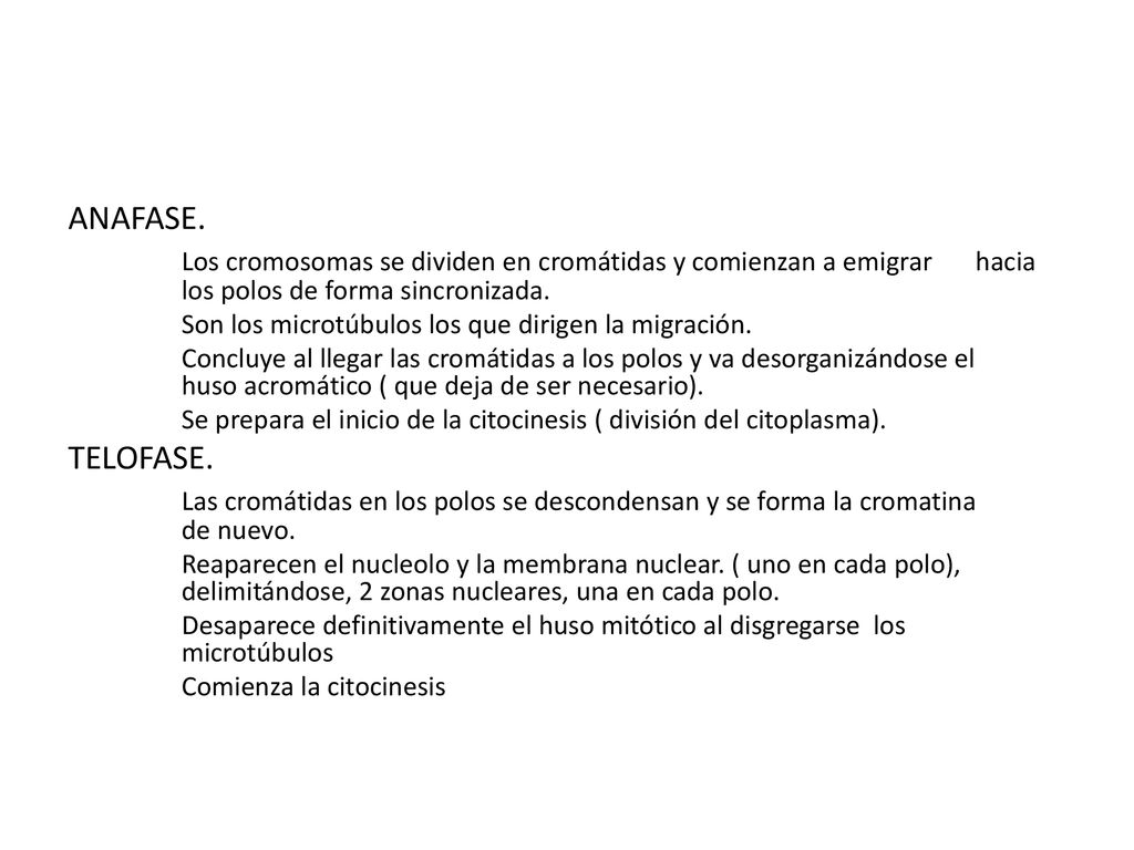 ANAFASE. Los cromosomas se dividen en cromátidas y comienzan a emigrar hacia los polos de forma sincronizada.