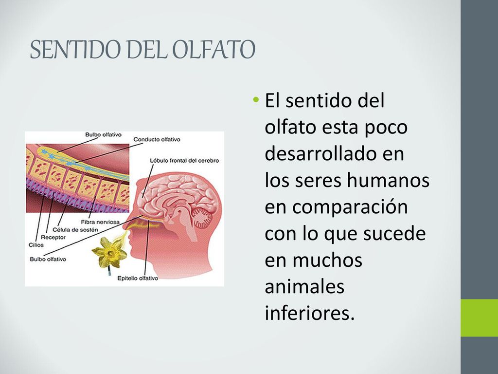 SENTIDO DEL OLFATO El sentido del olfato esta poco desarrollado en los seres humanos en comparación con lo que sucede en muchos animales inferiores.