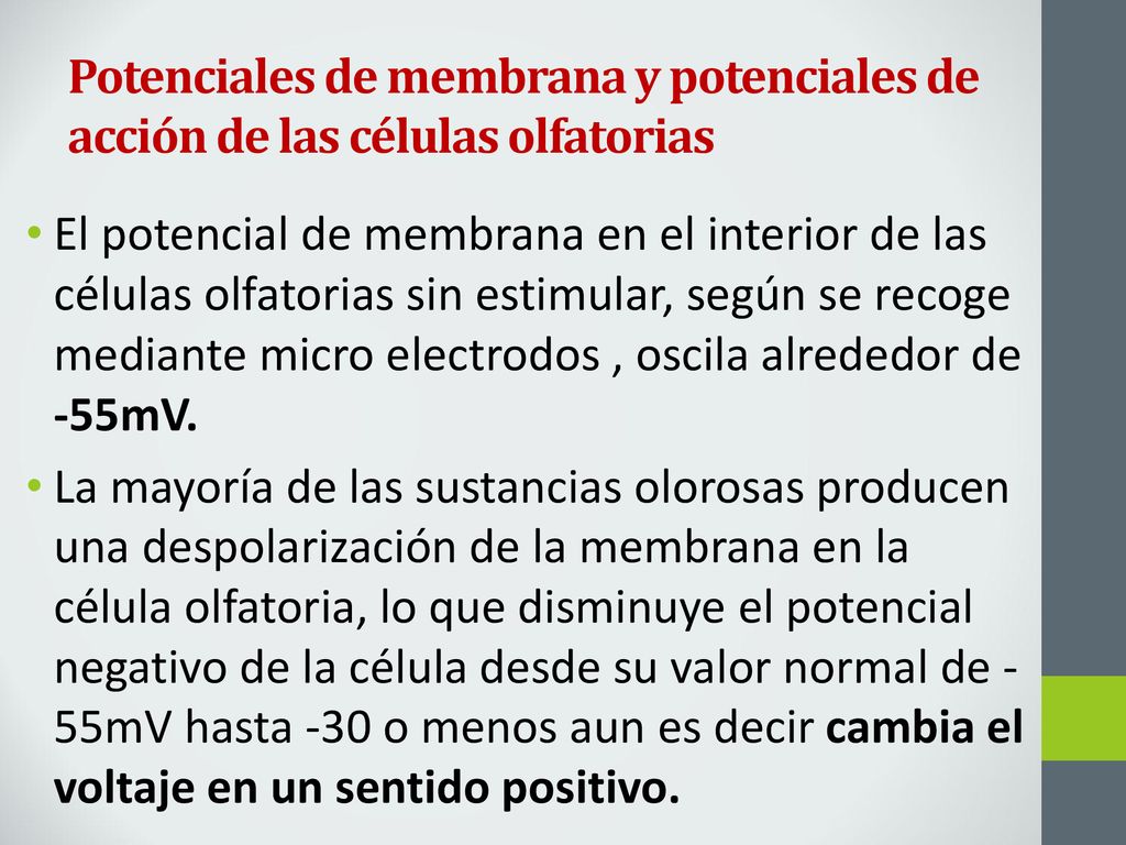 Potenciales de membrana y potenciales de acción de las células olfatorias