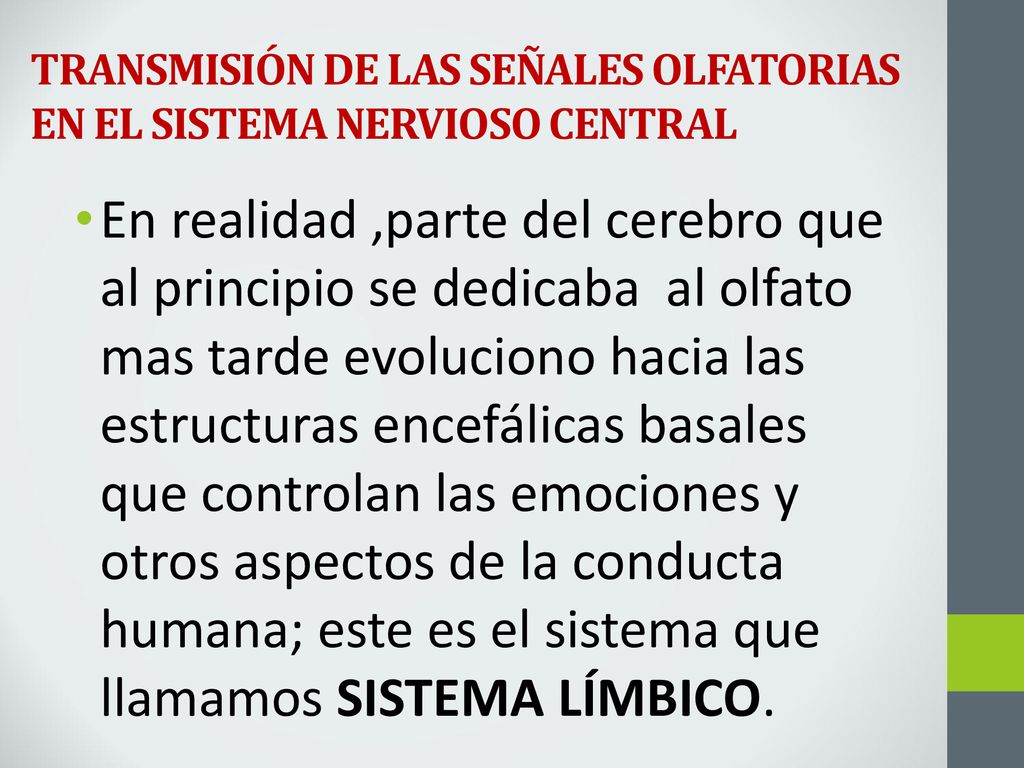 TRANSMISIÓN DE LAS SEÑALES OLFATORIAS EN EL SISTEMA NERVIOSO CENTRAL