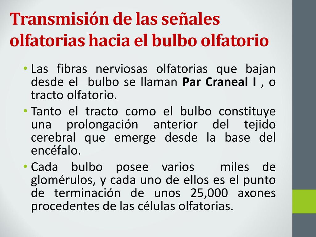 Transmisión de las señales olfatorias hacia el bulbo olfatorio