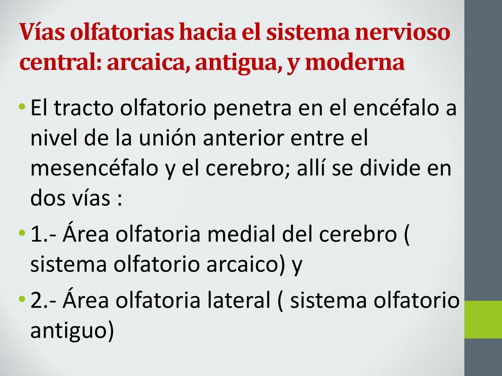 Vías olfatorias hacia el sistema nervioso central: arcaica, antigua, y moderna