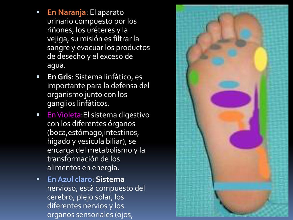 En Naranja: El aparato urinario compuesto por los riñones, los uréteres y la vejiga, su misión es filtrar la sangre y evacuar los productos de desecho y el exceso de agua.