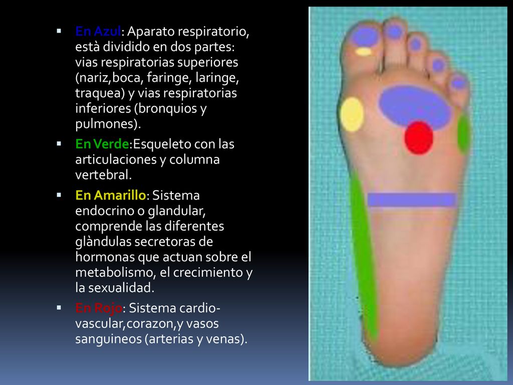 En Azul: Aparato respiratorio, està dividido en dos partes: vias respiratorias superiores (nariz,boca, faringe, laringe, traquea) y vias respiratorias inferiores (bronquios y pulmones).