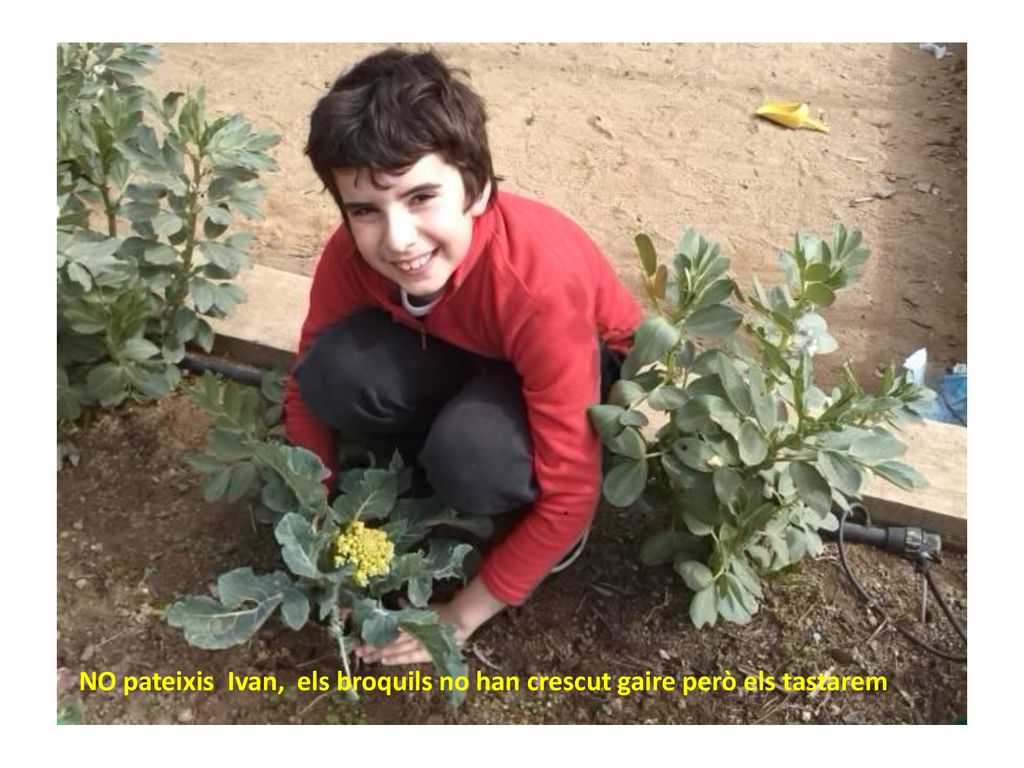 NO pateixis Ivan, els broquils no han crescut gaire però els tastarem