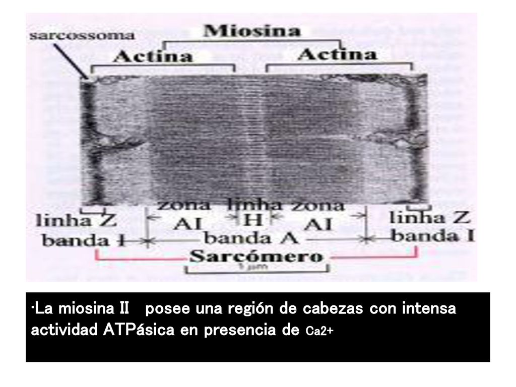 MIOSINA II La miosina II posee una región de cabezas con intensa actividad ATPásica en presencia de Ca2+
