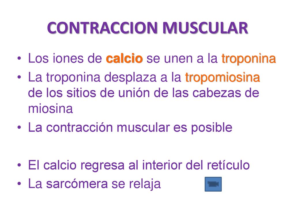 CONTRACCION MUSCULAR Los iones de calcio se unen a la troponina