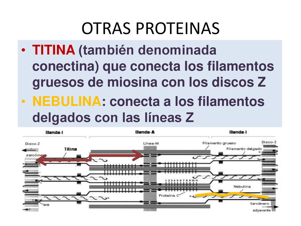 OTRAS PROTEINAS TITINA (también denominada conectina) que conecta los filamentos gruesos de miosina con los discos Z.