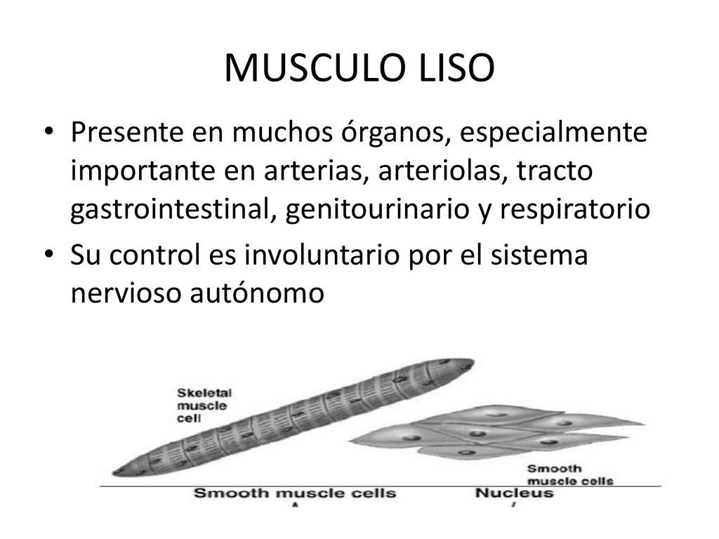 MUSCULO LISO Presente en muchos órganos, especialmente importante en arterias, arteriolas, tracto gastrointestinal, genitourinario y respiratorio.