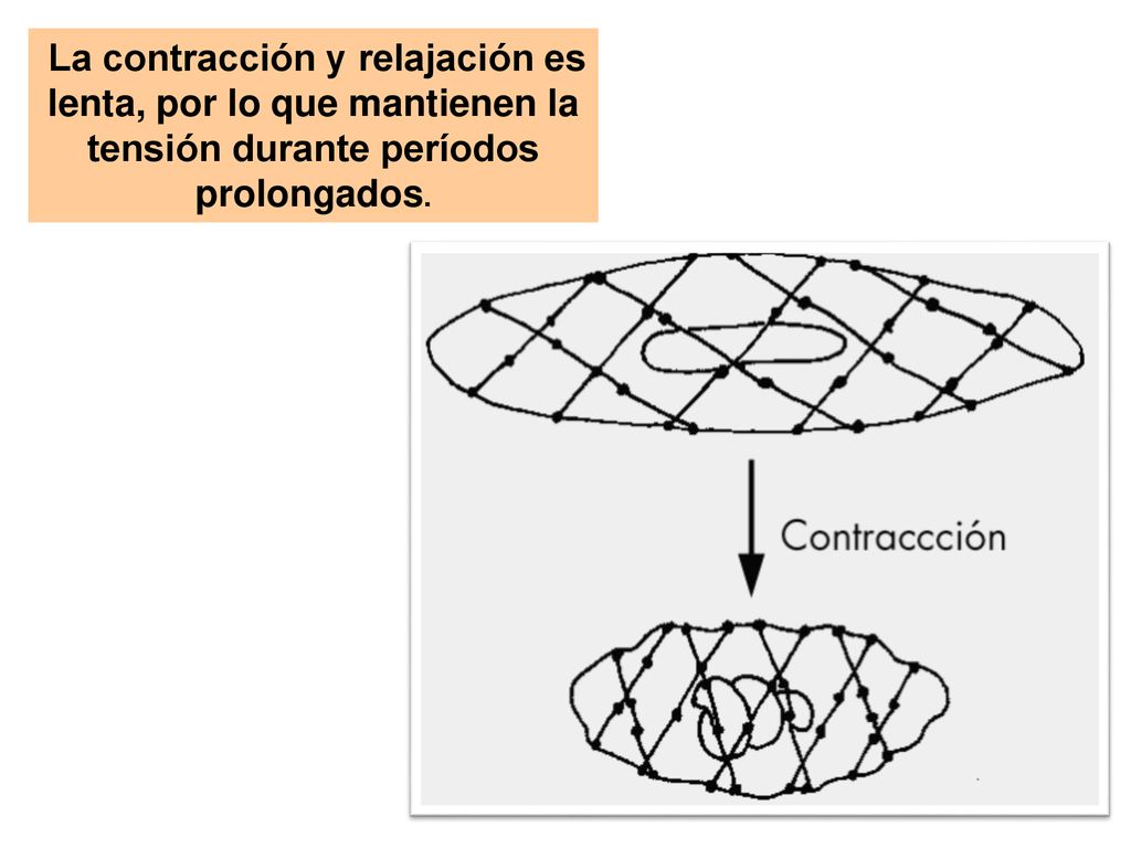 La contracción y relajación es lenta, por lo que mantienen la tensión durante períodos prolongados.