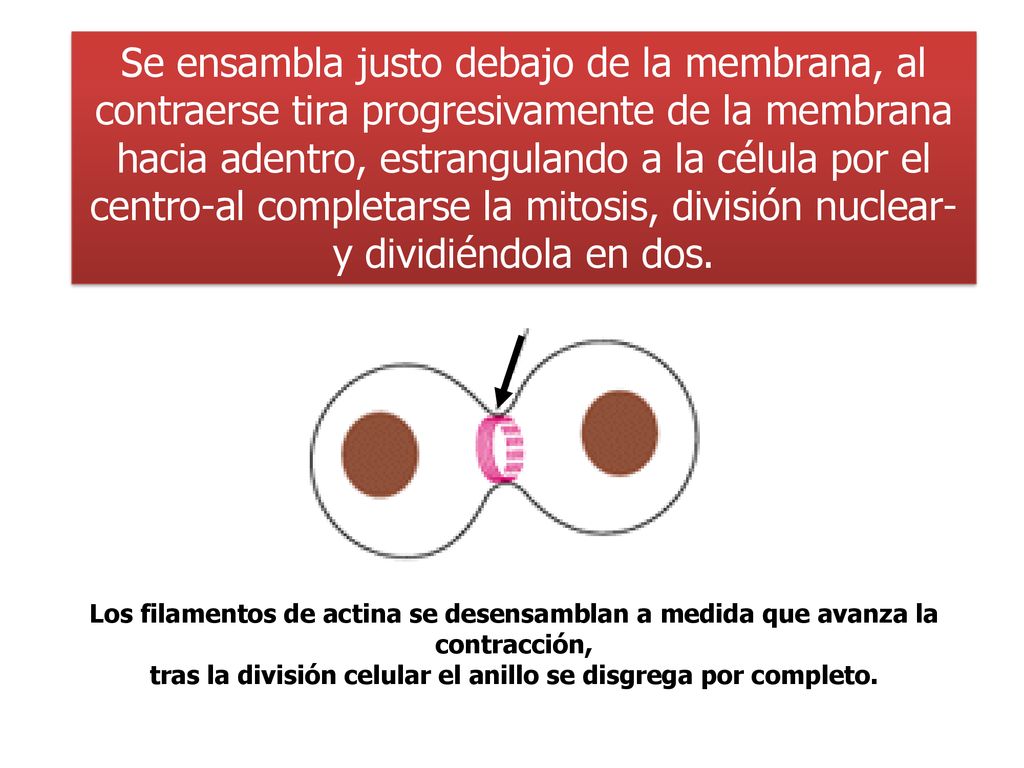 tras la división celular el anillo se disgrega por completo.