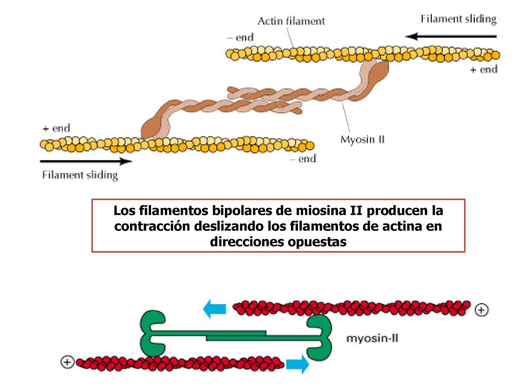 Los filamentos bipolares de miosina II producen la contracción deslizando los filamentos de actina en direcciones opuestas