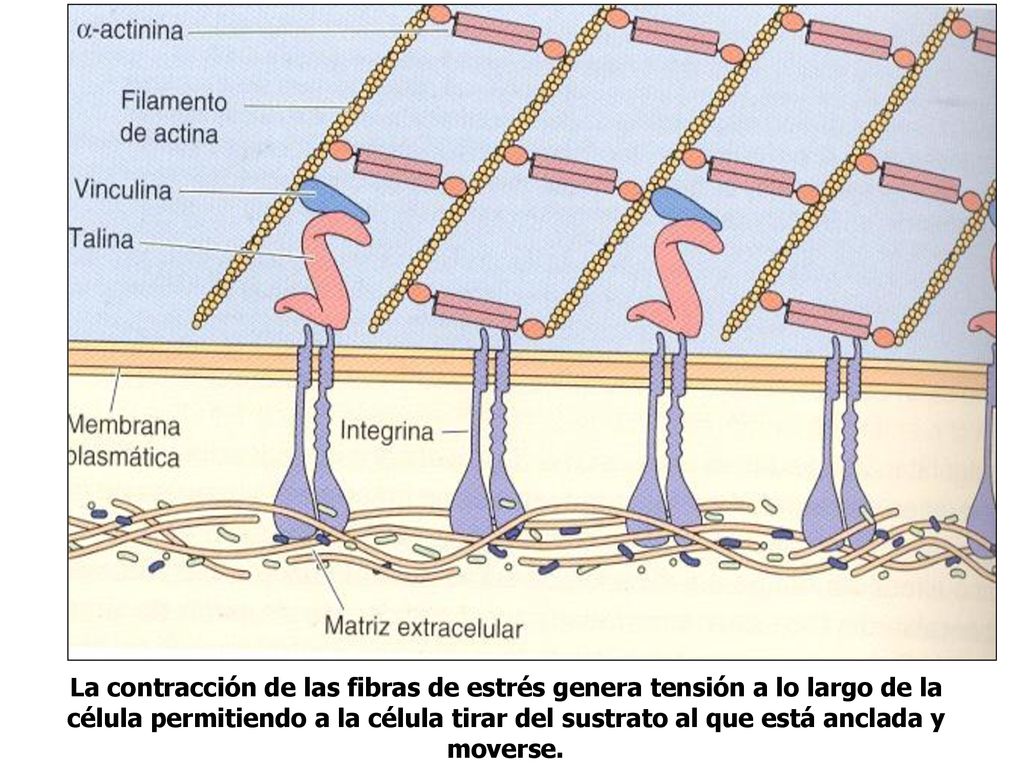 La contracción de las fibras de estrés genera tensión a lo largo de la célula permitiendo a la célula tirar del sustrato al que está anclada y moverse.