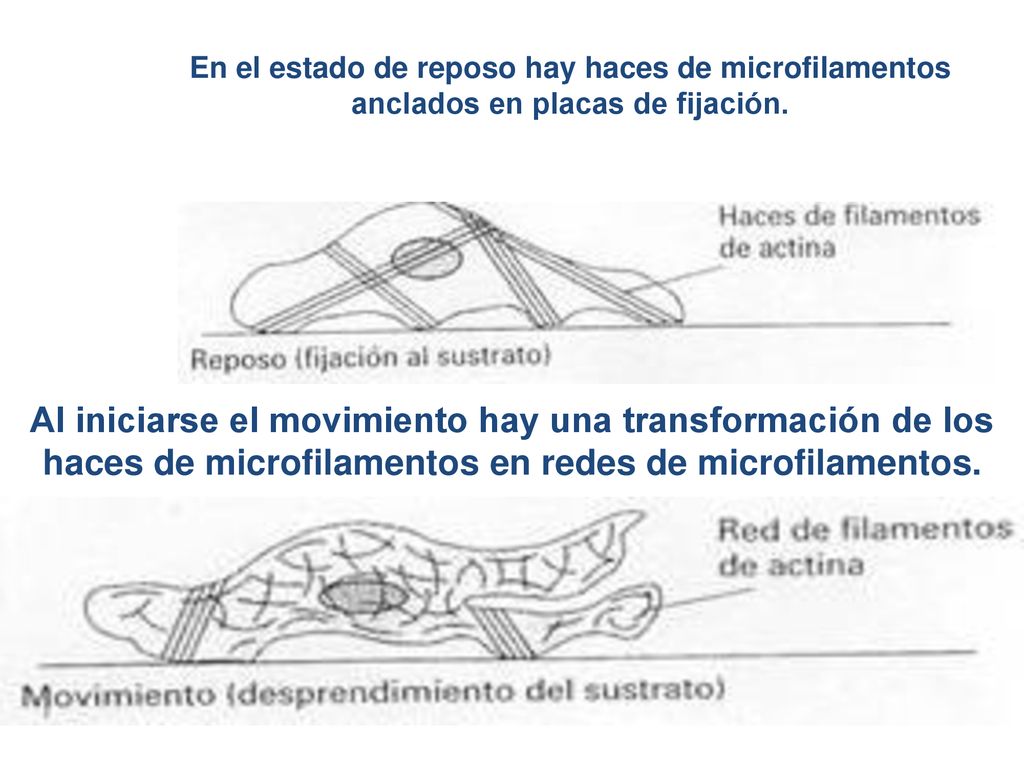 En el estado de reposo hay haces de microfilamentos anclados en placas de fijación.