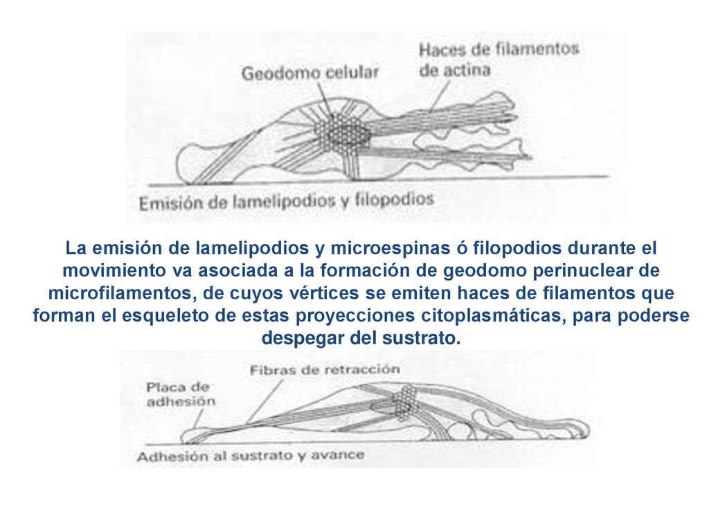 La emisión de lamelipodios y microespinas ó filopodios durante el movimiento va asociada a la formación de geodomo perinuclear de microfilamentos, de cuyos vértices se emiten haces de filamentos que forman el esqueleto de estas proyecciones citoplasmáticas, para poderse despegar del sustrato.
