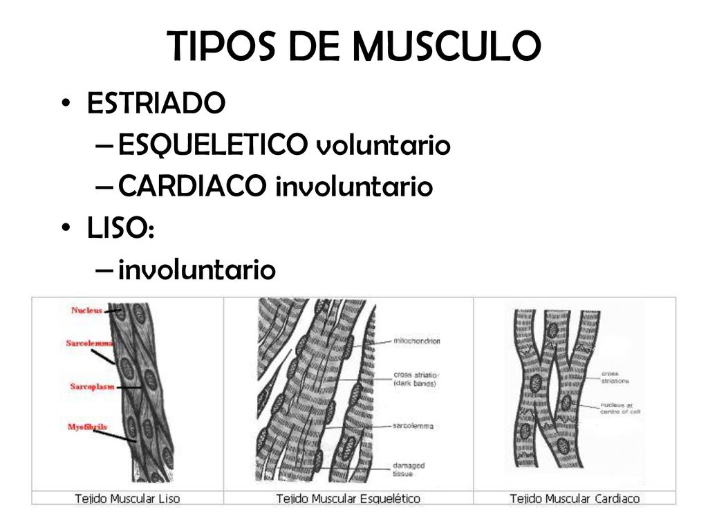 TIPOS DE MUSCULO ESTRIADO ESQUELETICO voluntario CARDIACO involuntario