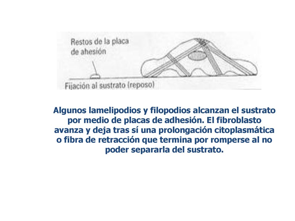 Algunos lamelipodios y filopodios alcanzan el sustrato por medio de placas de adhesión.