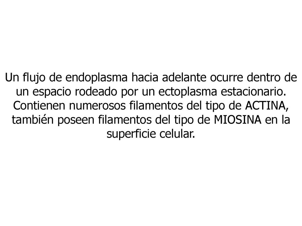 Un flujo de endoplasma hacia adelante ocurre dentro de un espacio rodeado por un ectoplasma estacionario.