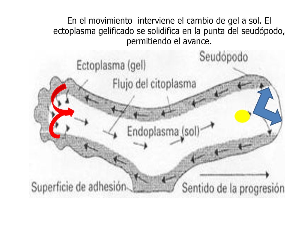 En el movimiento interviene el cambio de gel a sol