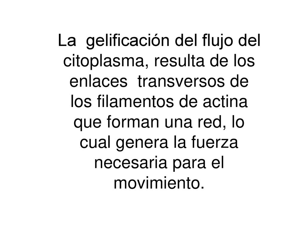 La gelificación del flujo del citoplasma, resulta de los enlaces transversos de los filamentos de actina que forman una red, lo cual genera la fuerza necesaria para el movimiento.