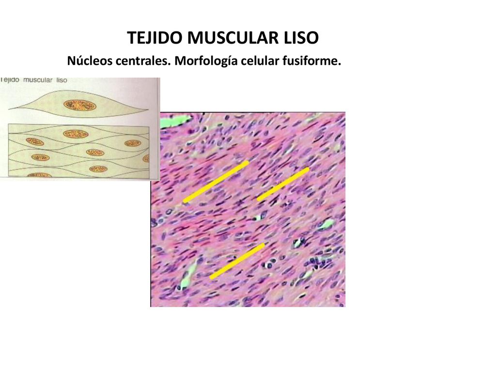 TEJIDO MUSCULAR LISO Núcleos centrales. Morfología celular fusiforme.