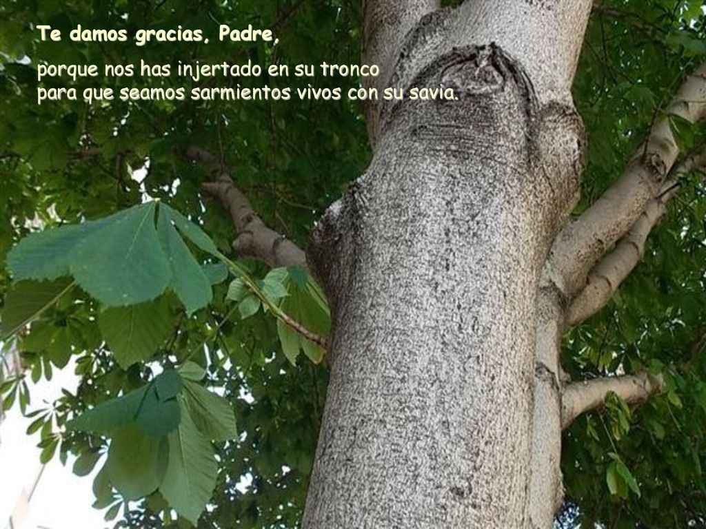 Te damos gracias, Padre, porque nos has injertado en su tronco para que seamos sarmientos vivos con su savia.