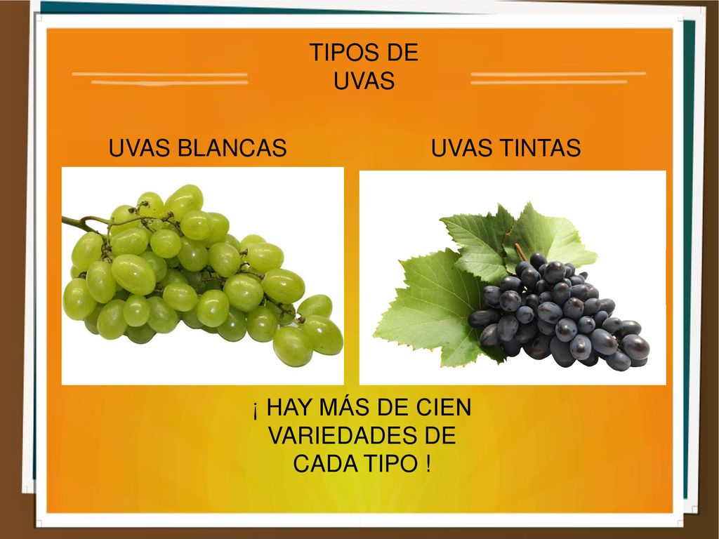 ¡ HAY MÁS DE CIEN VARIEDADES DE CADA TIPO !