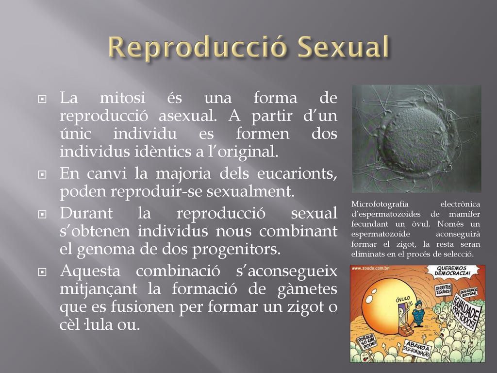 Reproducció Sexual La mitosi és una forma de reproducció asexual. A partir d’un únic individu es formen dos individus idèntics a l’original.