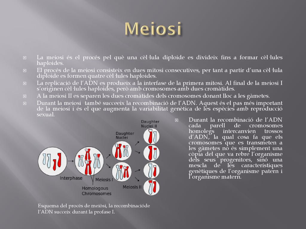 Meiosi La meiosi és el procés pel què una cèl·lula diploide es divideix fins a formar cèl·lules haploides.