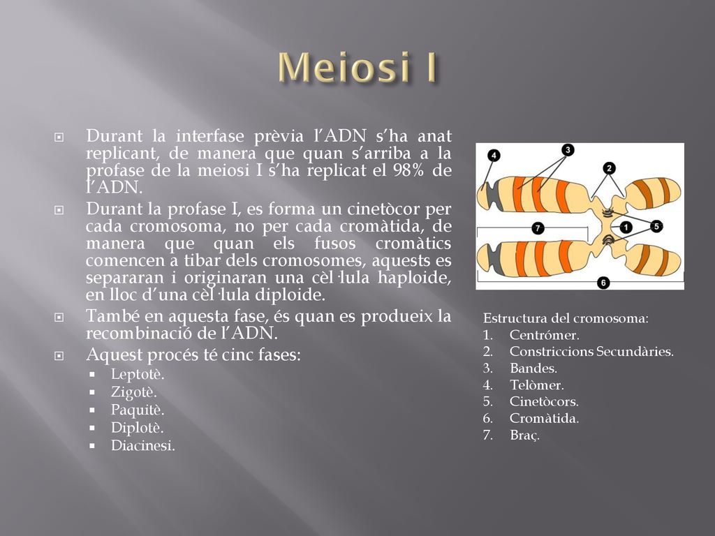Meiosi I Durant la interfase prèvia l’ADN s’ha anat replicant, de manera que quan s’arriba a la profase de la meiosi I s’ha replicat el 98% de l’ADN.