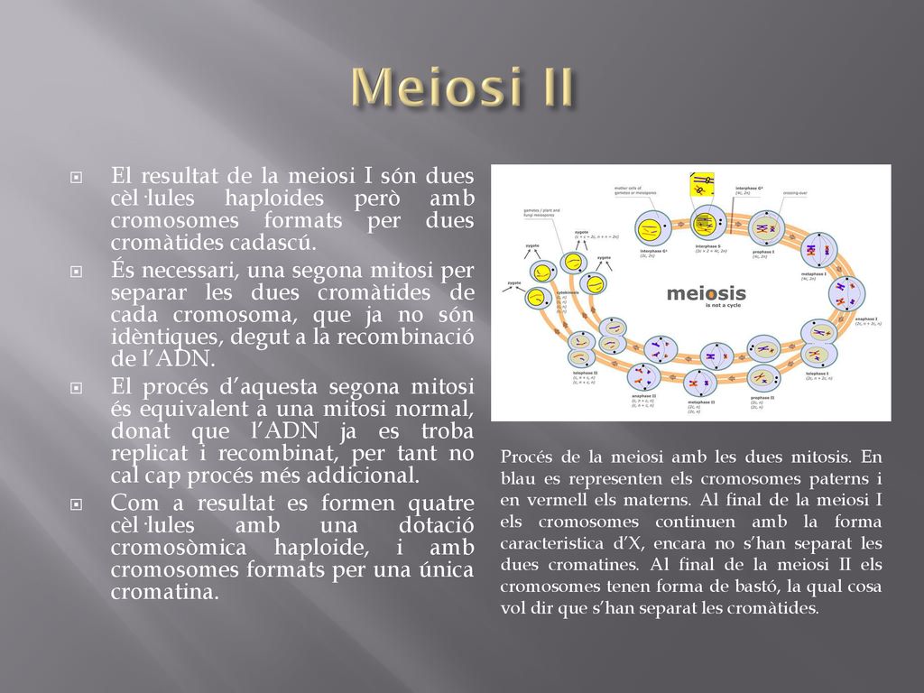 Meiosi II El resultat de la meiosi I són dues cèl·lules haploides però amb cromosomes formats per dues cromàtides cadascú.