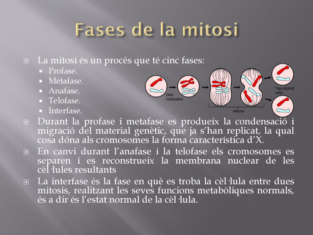 Fases de la mitosi La mitosi és un procés que té cinc fases: