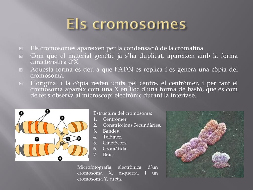 Els cromosomes Els cromosomes apareixen per la condensació de la cromatina.