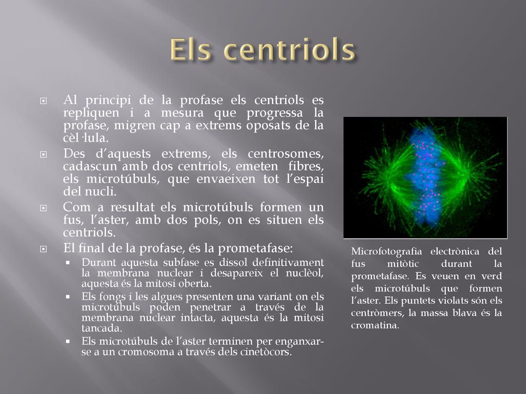 Els centriols Al principi de la profase els centriols es repliquen i a mesura que progressa la profase, migren cap a extrems oposats de la cèl·lula.